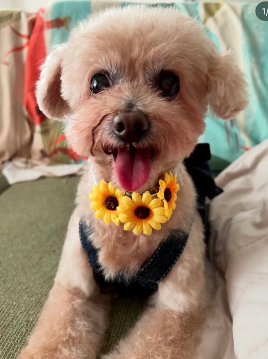 トイプードルさん