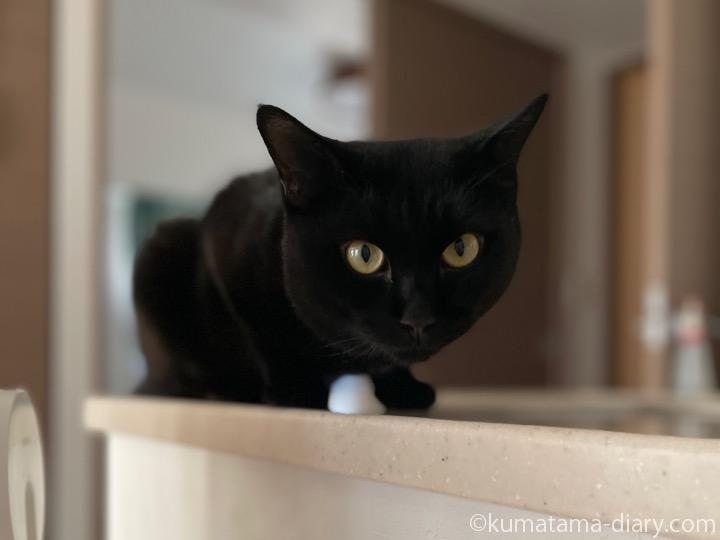 カウンターふみお