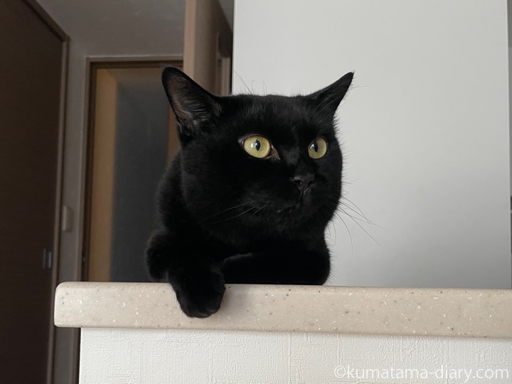 カウンターふみお