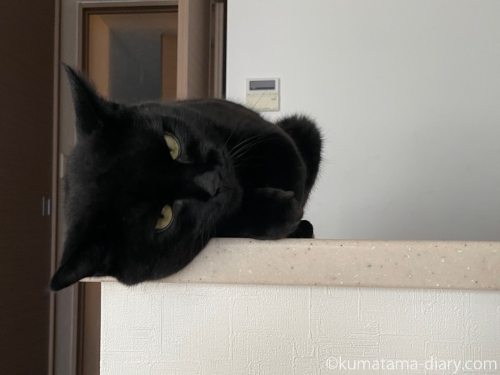 カウンターふみお