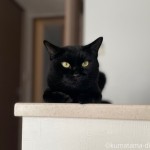 カウンターに座る猫