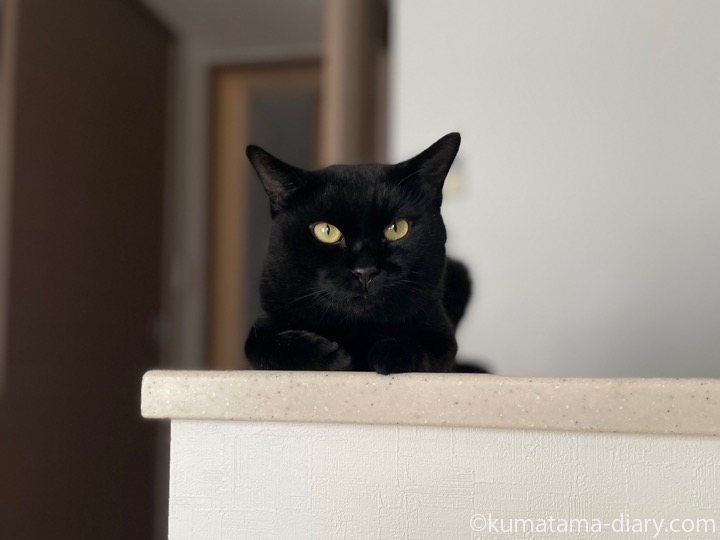 カウンターふみお