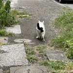白黒猫さんを追いかけました