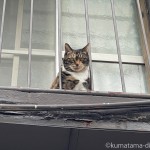 お顔が出ていた猫さん