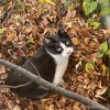 黒白猫さん