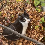 黒白猫さんを追いかけました