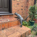 谷中レッドハウスボタンギャラリーの猫さん