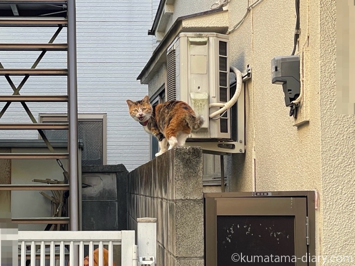 三毛猫さん