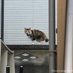 三毛猫さんを見かけました