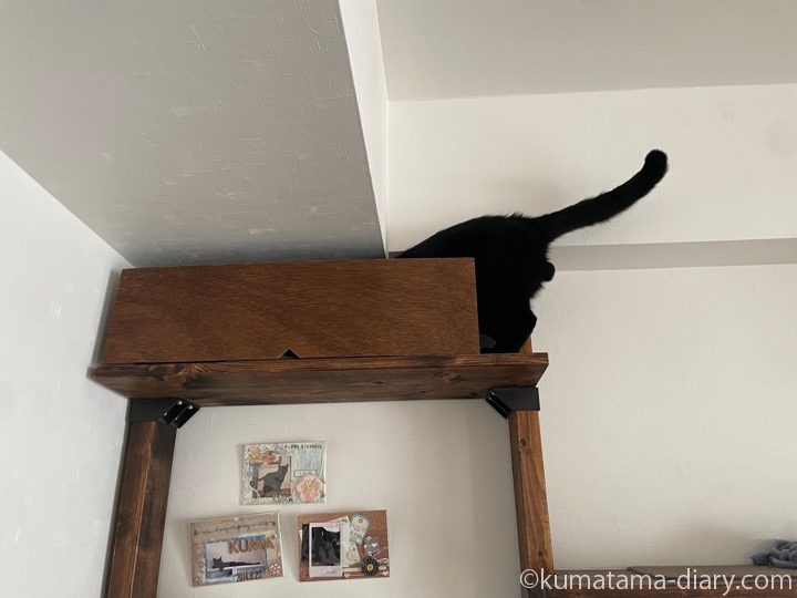 キャットウォーク