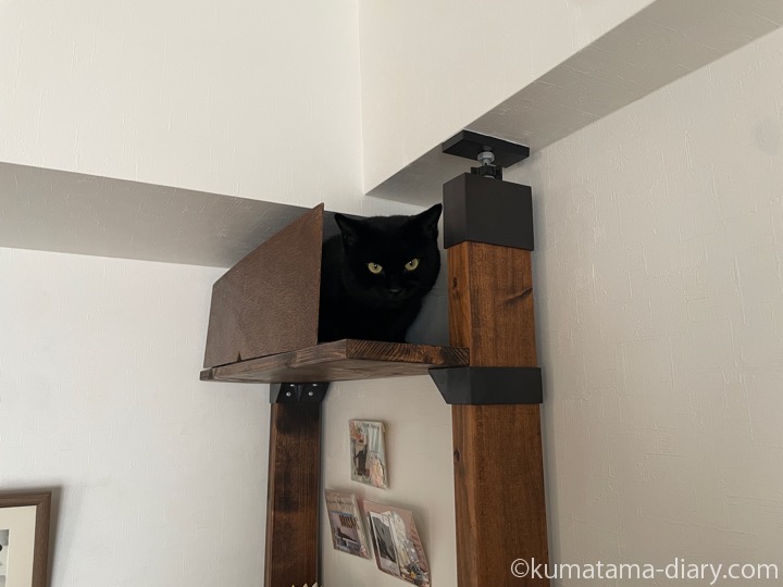 キャットウォーク