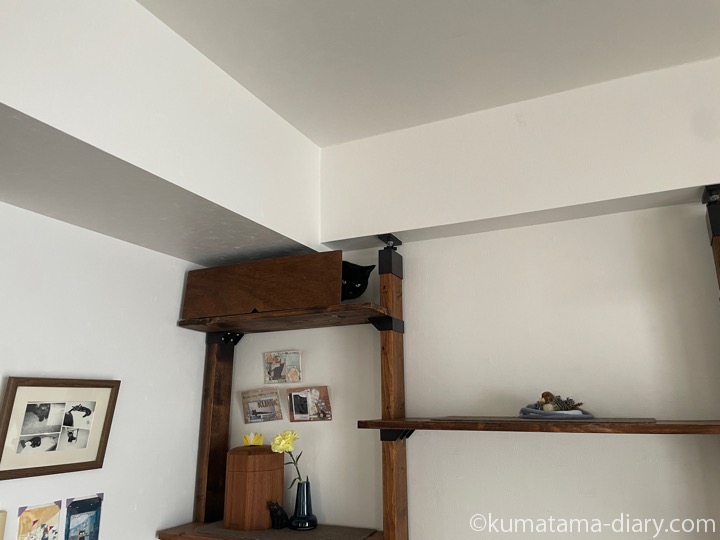 キャットウォーク