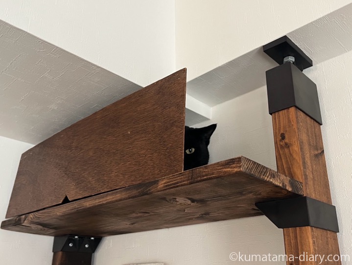 キャットウォーク