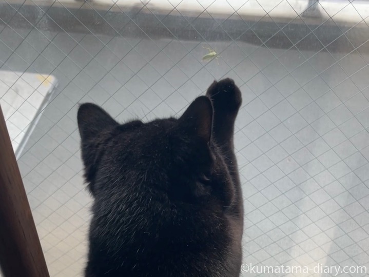 虫さんとふみお