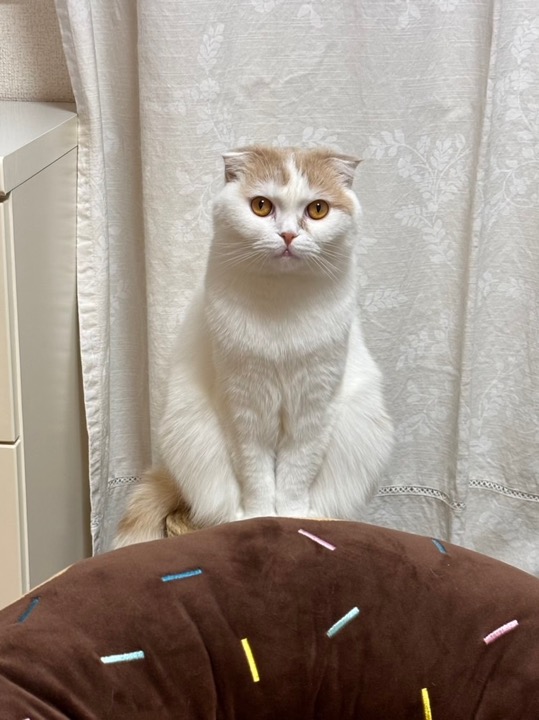 スコティッシュさん