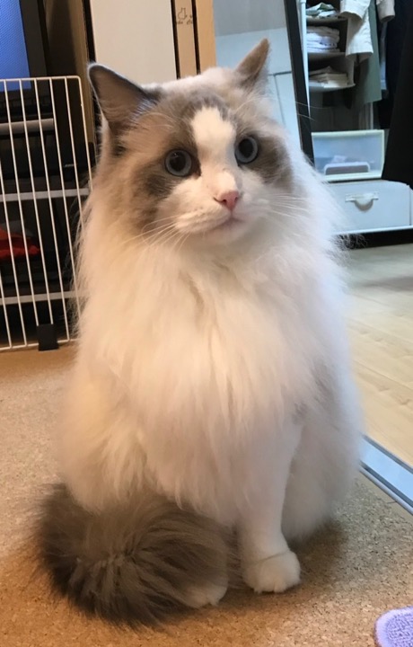 ラグドールさん