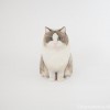 ラグドールさん木彫り猫