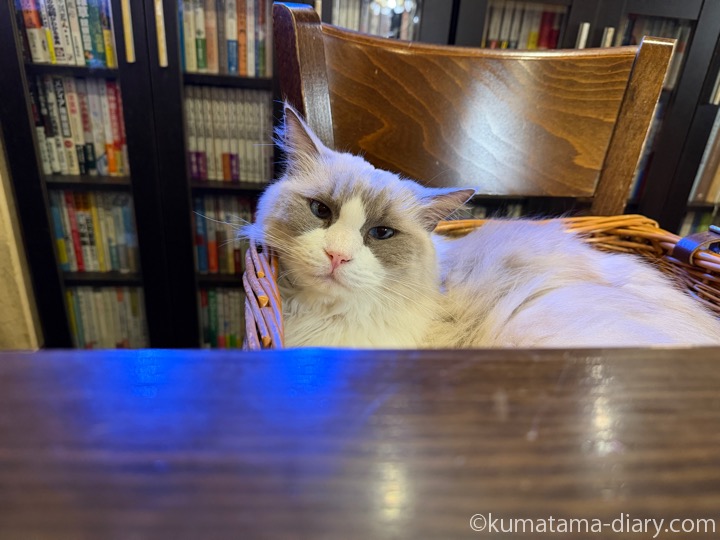 ラグドールさん