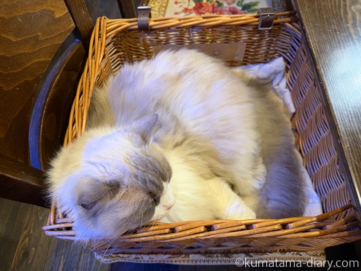 ラグドールさん