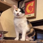 かわいい鳴き声の三毛猫さん