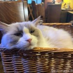 眠るラグドールさん