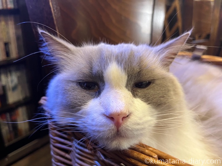 ラグドールさん