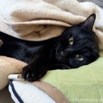 今年も猫にお年玉をもらいました