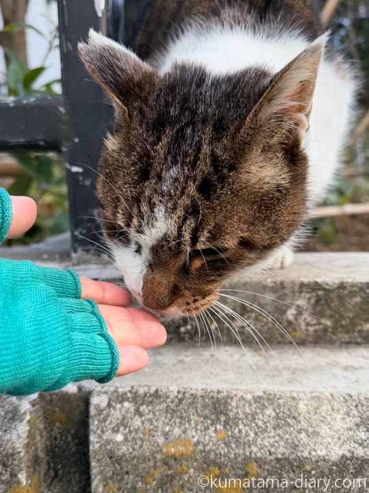 キジトラ白猫さん
