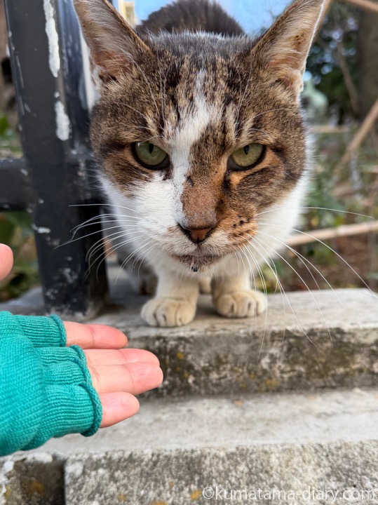 キジトラ白猫さん