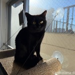 毎日ニャルソックする猫