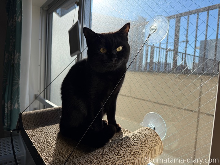 窓ベッドふみお