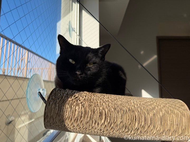 窓ベッドふみお