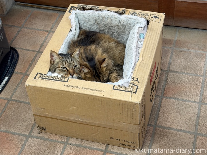 ストーブ前の猫さんたち