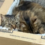 ストーブの前の猫さんたち