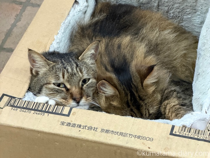 ストーブ前の猫さんたち