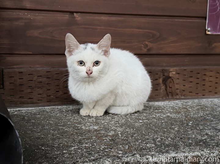 ほぼ白子猫さん
