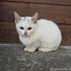 ほぼ白子猫さん