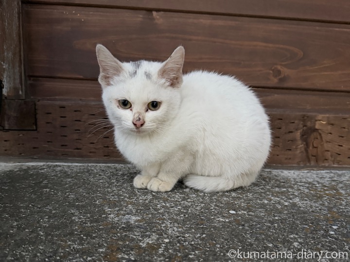 ほぼ白子猫さん