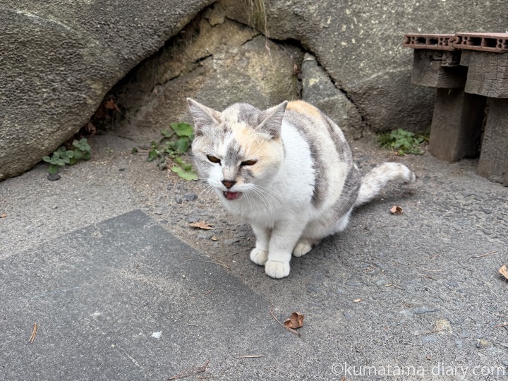 パステル三毛猫さん