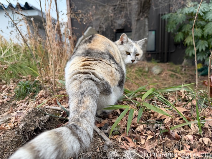 パステル三毛猫さん