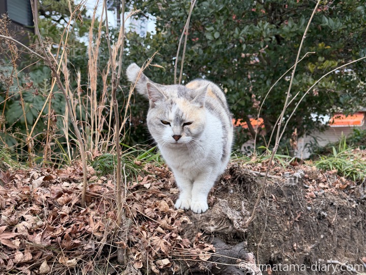 パステル三毛猫さん