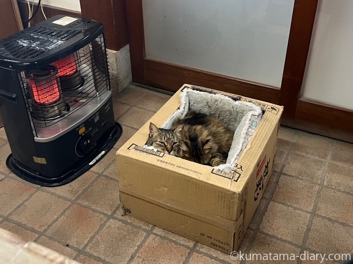 ストーブ前の猫さんたち