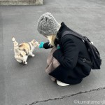スリスリしてくれるパステル三毛猫さん