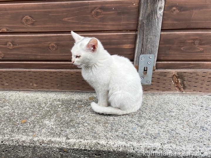 ほぼ白子猫さん