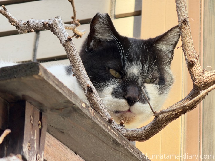 黒白猫さん