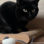 Tortieのネズミさんと黒猫