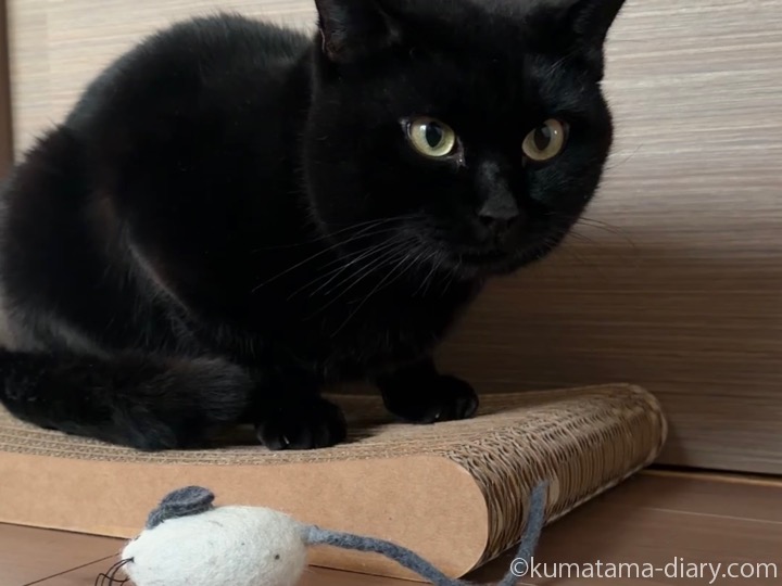 ネズミさんとふみお