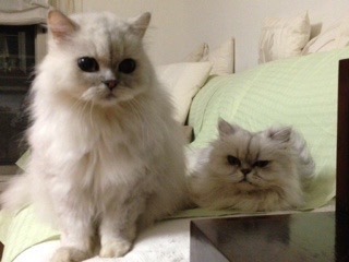 チンチラさんたち