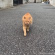 茶トラ猫さん
