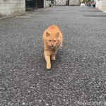 かわいい茶トラ猫さんにクンクンされました